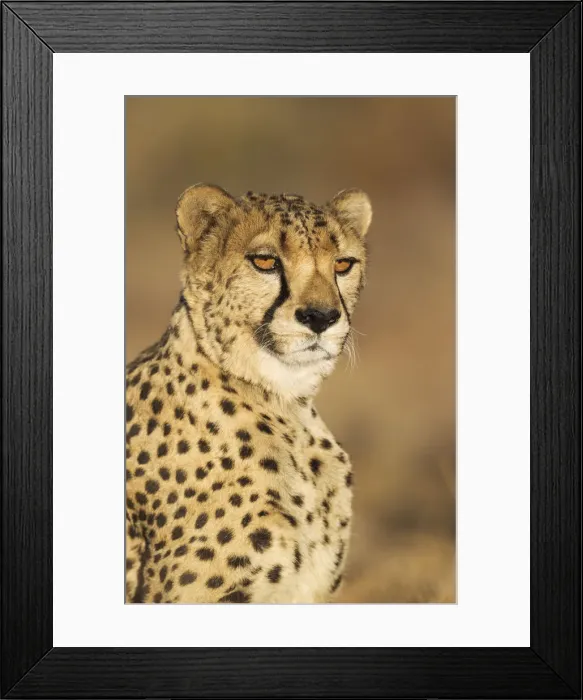 Framed Print : Picture No. 12020023 Framed Print : Picture No. 12020023