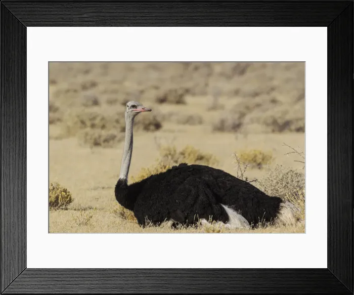 Framed Print : Picture No. 12020045 Framed Print : Picture No. 12020045