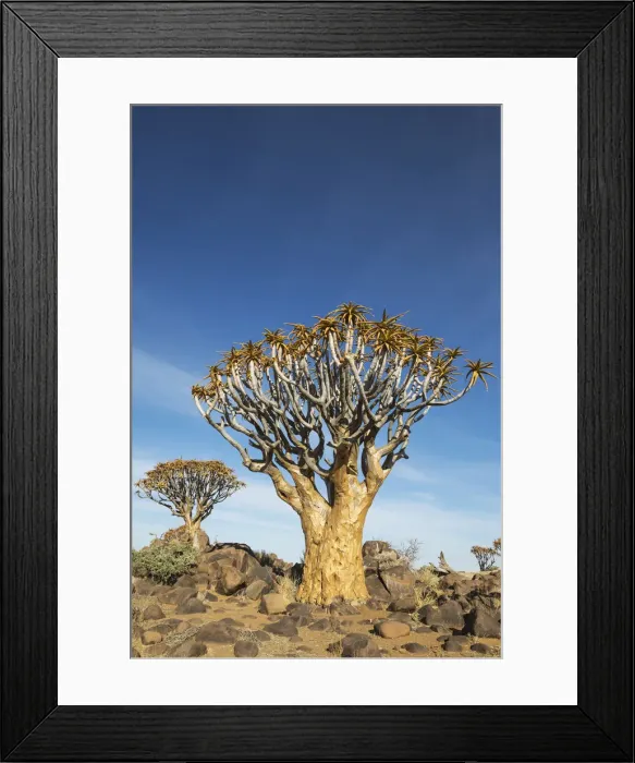 Framed Print : Picture No. 12020048 Framed Print : Picture No. 12020048