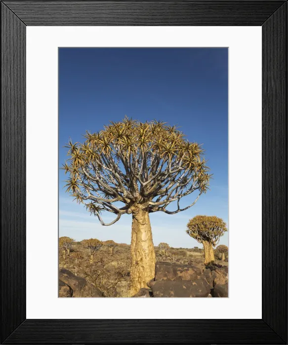 Framed Print : Picture No. 12020049 Framed Print : Picture No. 12020049