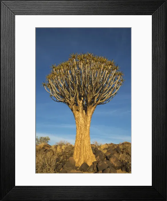 Framed Print : Picture No. 12020050 Framed Print : Picture No. 12020050
