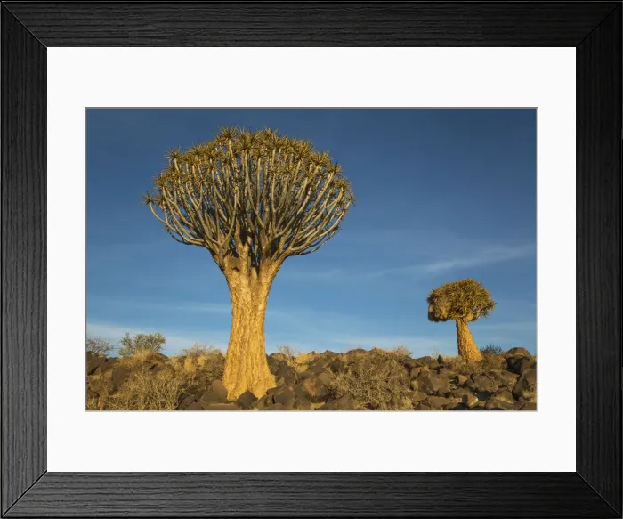 Framed Print : Picture No. 12020051 Framed Print : Picture No. 12020051