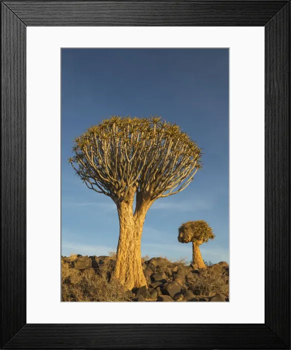 Framed Print : Picture No. 12020052 Framed Print : Picture No. 12020052