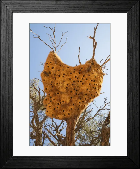Framed Print : Picture No. 12020055 Framed Print : Picture No. 12020055