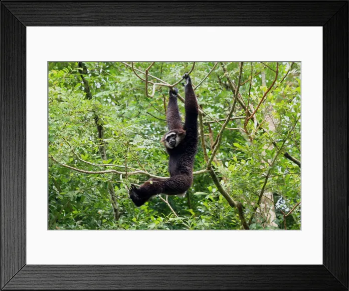 Framed Print : Picture No. 12018887 Framed Print : Picture No. 12018887