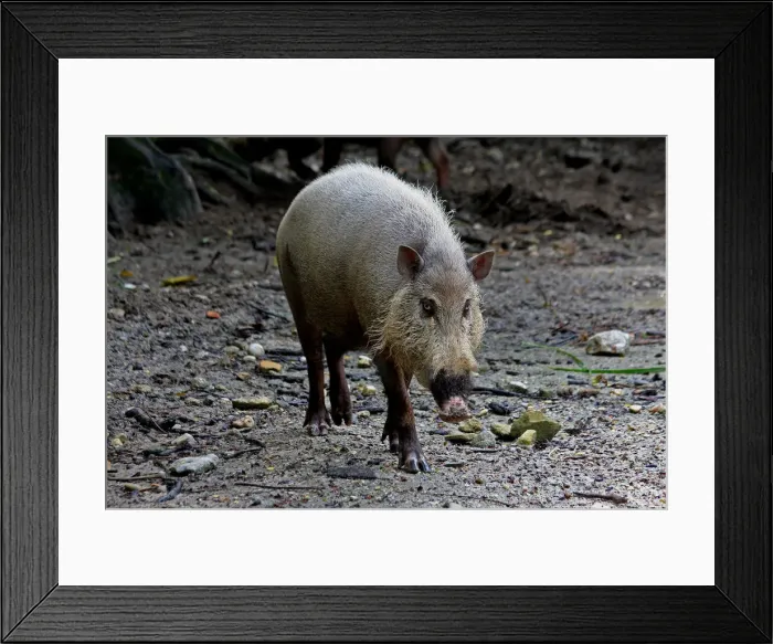 Framed Print : Picture No. 12018889 Framed Print : Picture No. 12018889