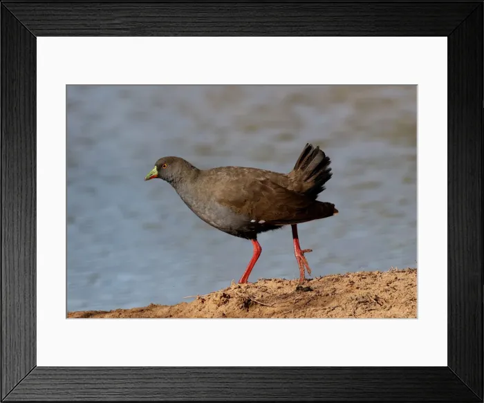 Framed Print : Picture No. 12018890 Framed Print : Picture No. 12018890