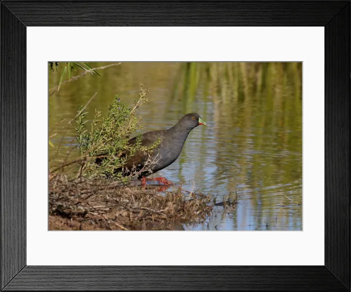 Framed Print : Picture No. 12018891 Framed Print : Picture No. 12018891