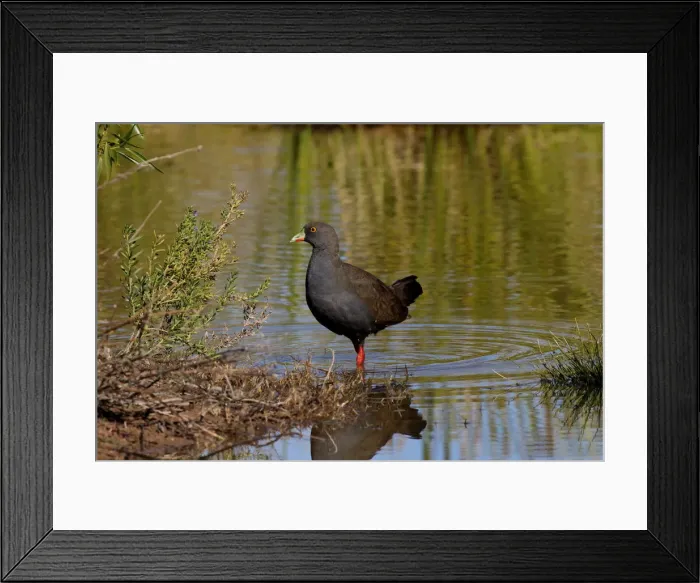 Framed Print : Picture No. 12018892 Framed Print : Picture No. 12018892