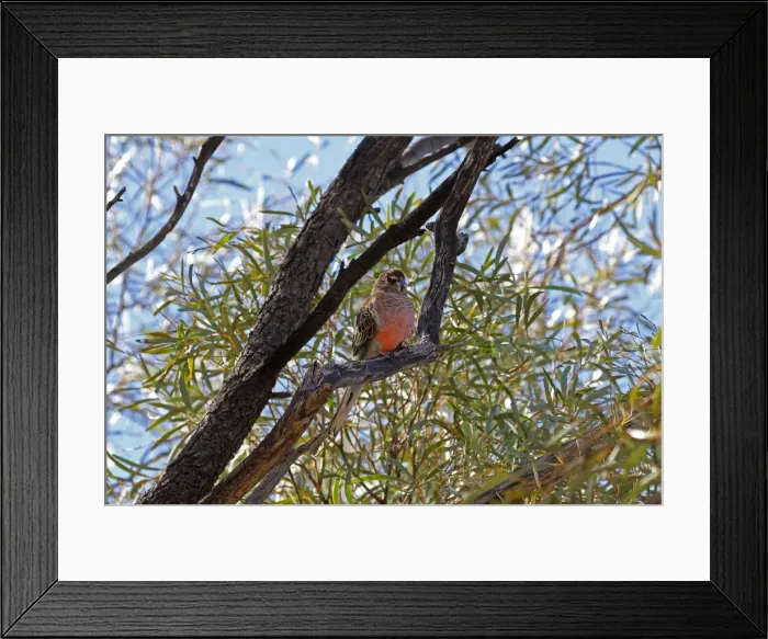 Framed Print : Picture No. 12018895 Framed Print : Picture No. 12018895