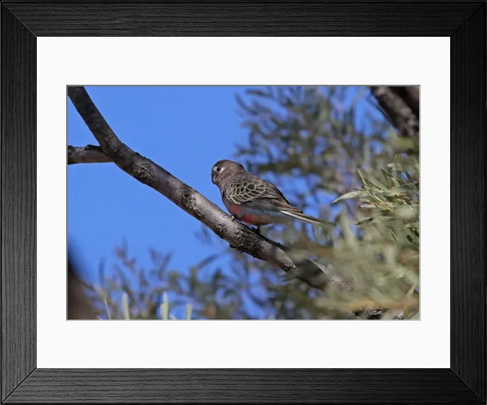 Framed Print : Picture No. 12018896 Framed Print : Picture No. 12018896