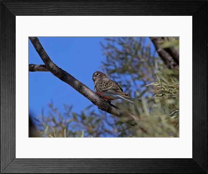 Framed Print : Picture No. 12018897 Framed Print : Picture No. 12018897