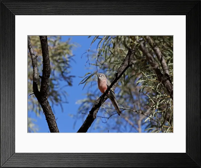 Framed Print : Picture No. 12018898 Framed Print : Picture No. 12018898
