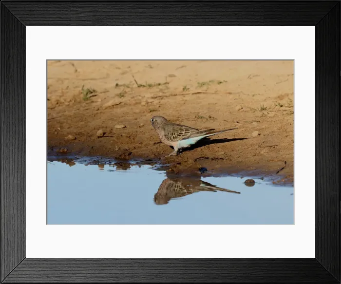 Framed Print : Picture No. 12018899 Framed Print : Picture No. 12018899