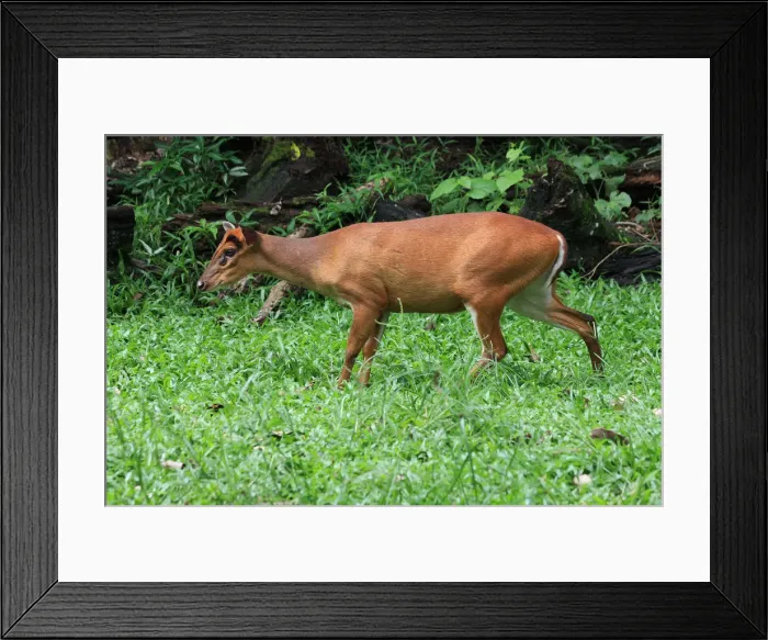 Framed Print : Picture No. 12018900