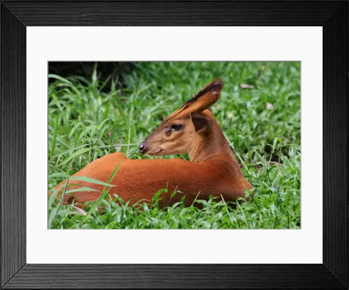 Framed Print : Picture No. 12018901 Framed Print : Picture No. 12018901