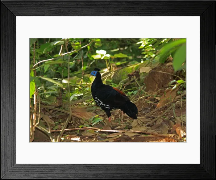 Framed Print : Picture No. 12018902 Framed Print : Picture No. 12018902