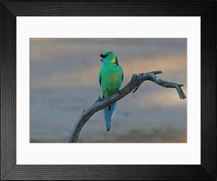 Framed Print : Picture No. 12018904 Framed Print : Picture No. 12018904