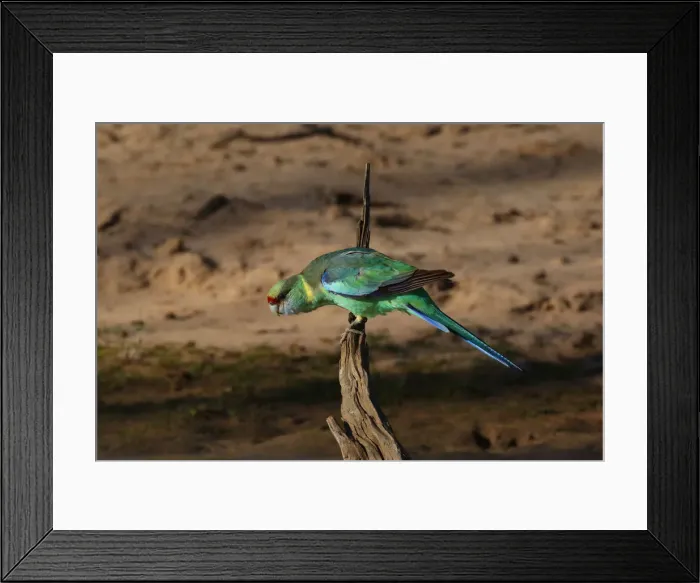 Framed Print : Picture No. 12018905 Framed Print : Picture No. 12018905