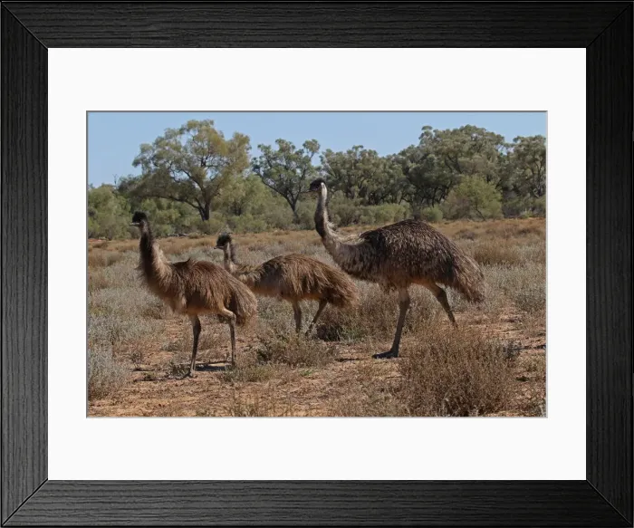 Framed Print : Picture No. 12018907 Framed Print : Picture No. 12018907
