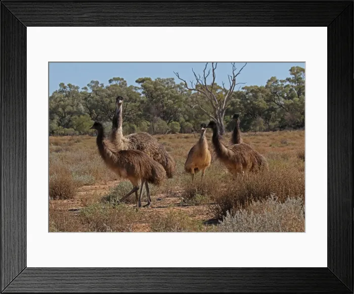 Framed Print : Picture No. 12018908 Framed Print : Picture No. 12018908