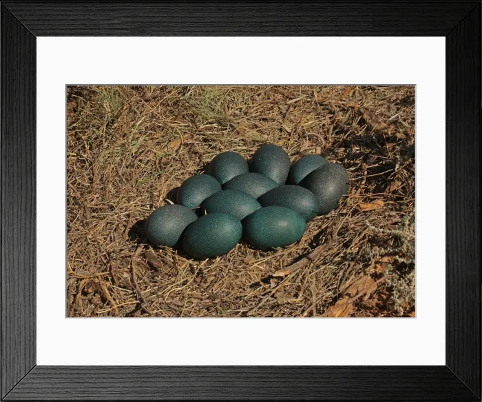 Framed Print : Picture No. 12018910 Framed Print : Picture No. 12018910