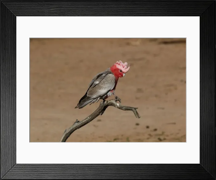 Framed Print : Picture No. 12018911 Framed Print : Picture No. 12018911