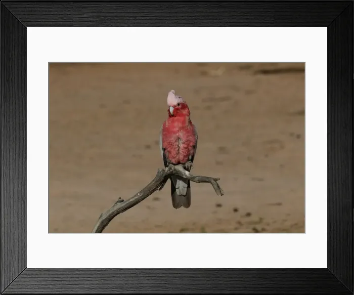 Framed Print : Picture No. 12018912 Framed Print : Picture No. 12018912