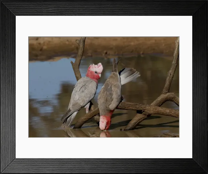 Framed Print : Picture No. 12018914 Framed Print : Picture No. 12018914