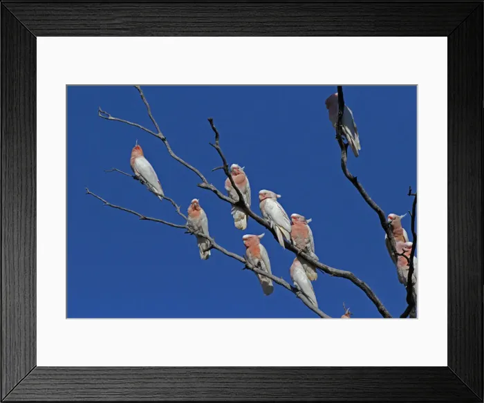 Framed Print : Picture No. 12018915 Framed Print : Picture No. 12018915