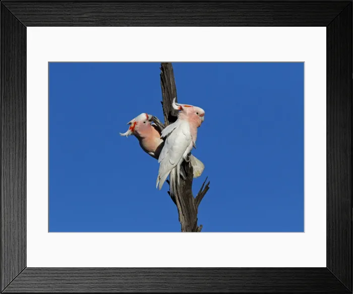 Framed Print : Picture No. 12018916 Framed Print : Picture No. 12018916