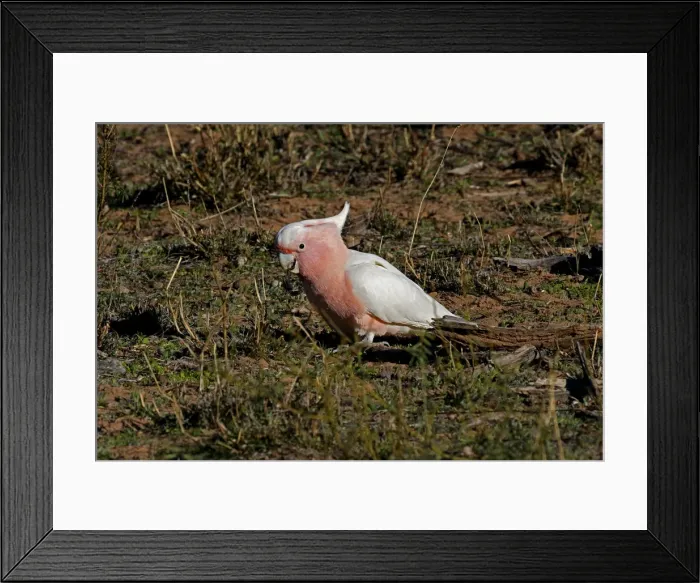 Framed Print : Picture No. 12018917 Framed Print : Picture No. 12018917