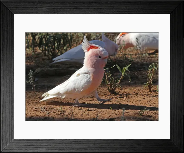 Framed Print : Picture No. 12018919 Framed Print : Picture No. 12018919