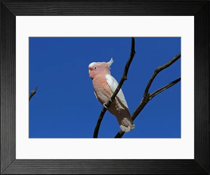 Framed Print : Picture No. 12018920 Framed Print : Picture No. 12018920