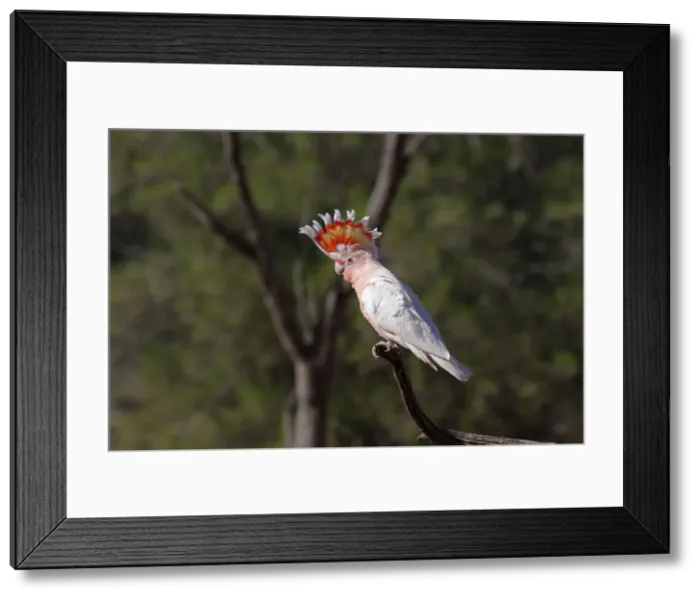 Framed Print : Picture No. 12018921 Framed Print : Picture No. 12018921