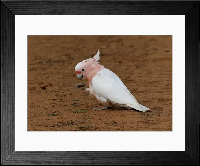 Framed Print : Picture No. 12018922 Framed Print : Picture No. 12018922