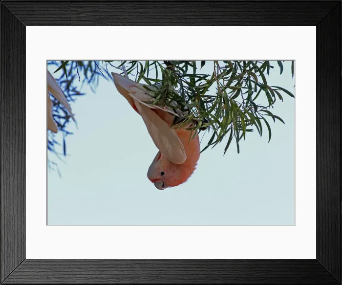 Framed Print : Picture No. 12018923 Framed Print : Picture No. 12018923