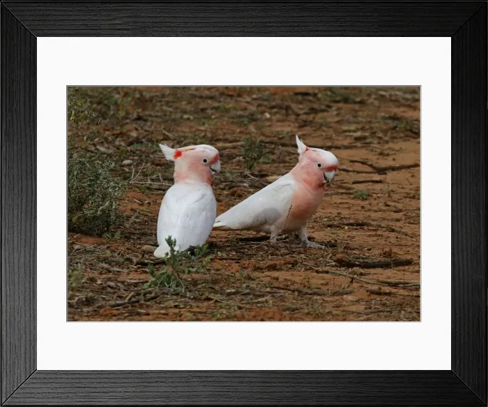 Framed Print : Picture No. 12018924 Framed Print : Picture No. 12018924