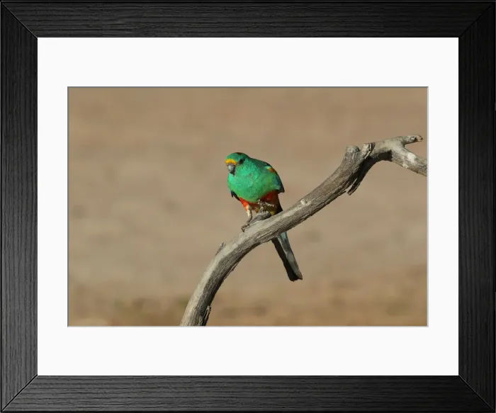 Framed Print : Picture No. 12018927 Framed Print : Picture No. 12018927