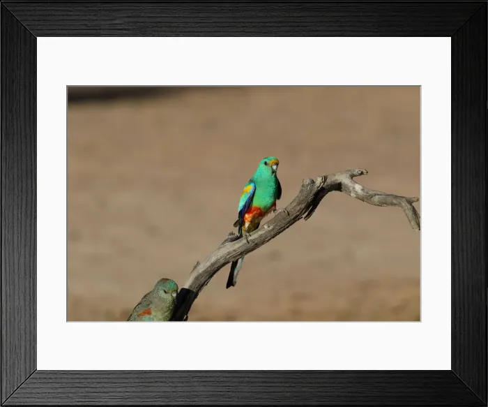 Framed Print : Picture No. 12018928 Framed Print : Picture No. 12018928