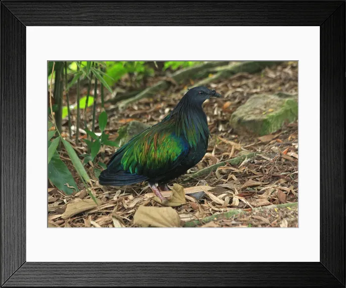 Framed Print : Picture No. 12018929