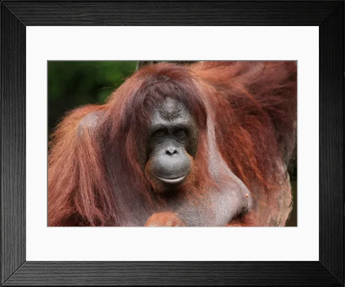 Framed Print : Picture No. 12018930 Framed Print : Picture No. 12018930