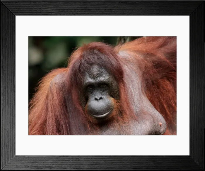 Framed Print : Picture No. 12018931 Framed Print : Picture No. 12018931