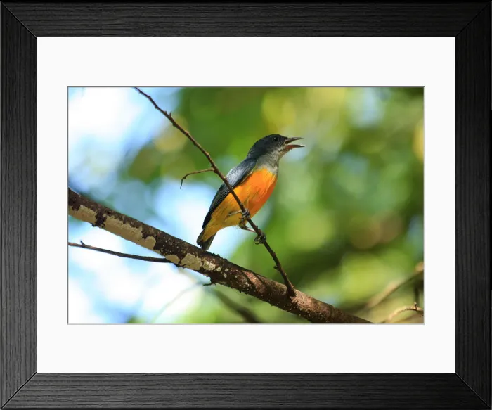 Framed Print : Picture No. 12018932 Framed Print : Picture No. 12018932