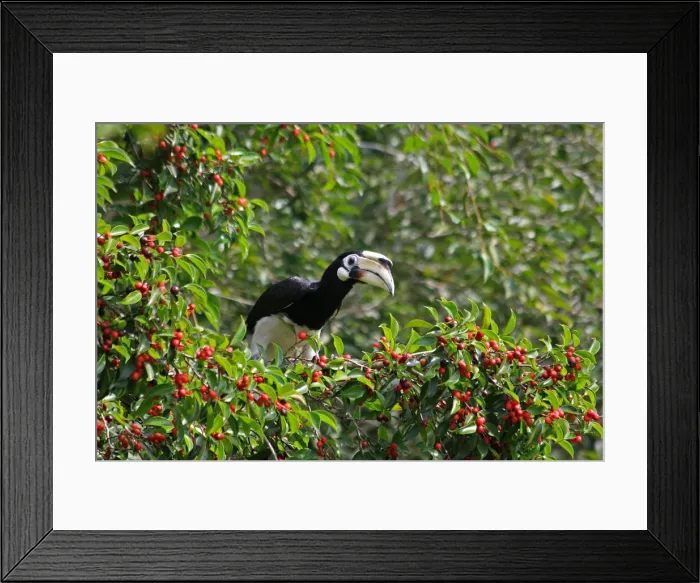 Framed Print : Picture No. 12018933 Framed Print : Picture No. 12018933