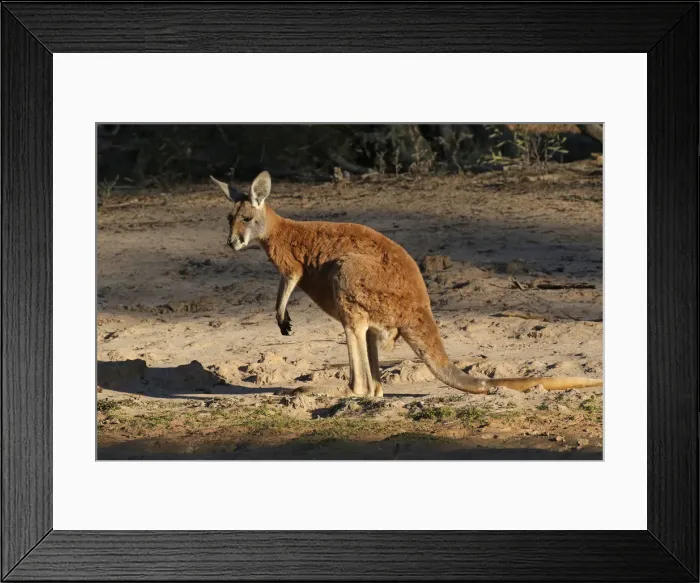 Framed Print : Picture No. 12018940 Framed Print : Picture No. 12018940
