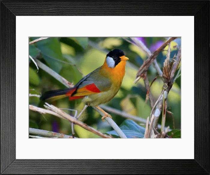 Framed Print : Picture No. 12018946 Framed Print : Picture No. 12018946