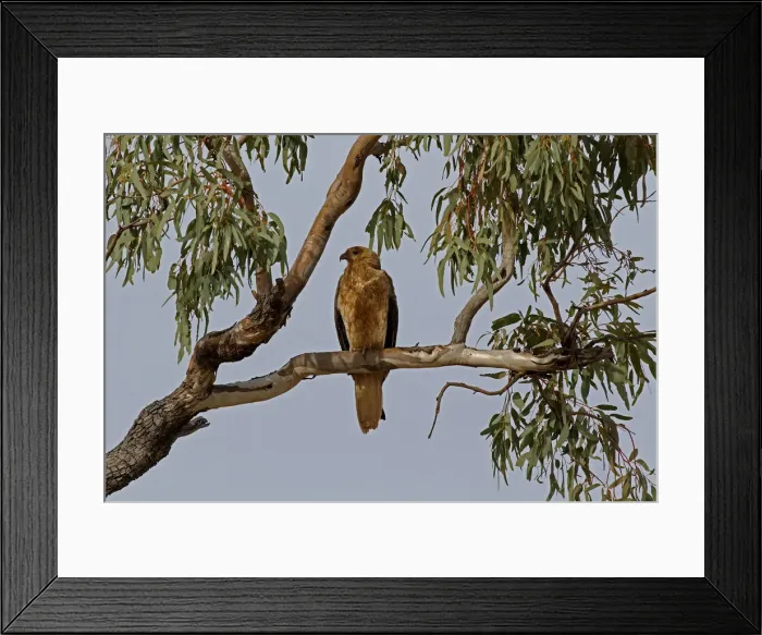 Framed Print : Picture No. 12018947 Framed Print : Picture No. 12018947