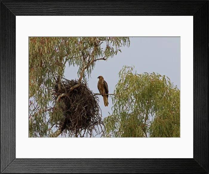 Framed Print : Picture No. 12018948 Framed Print : Picture No. 12018948