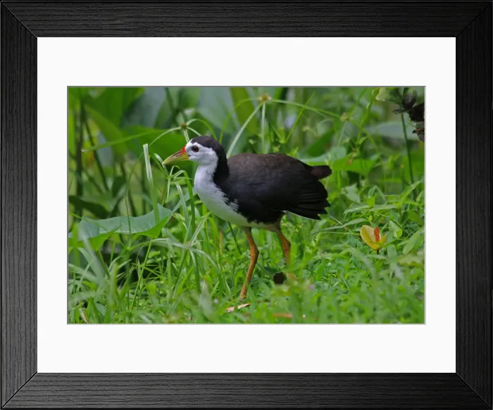 Framed Print : Picture No. 12018949 Framed Print : Picture No. 12018949